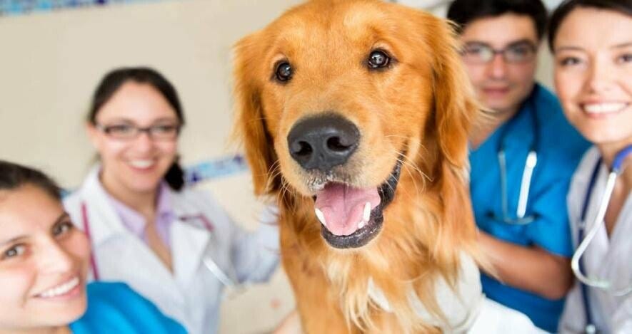 Догляд, досвід, професіоналізм