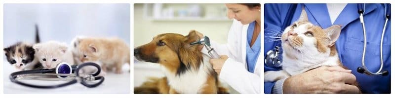 ветеринарних клінік