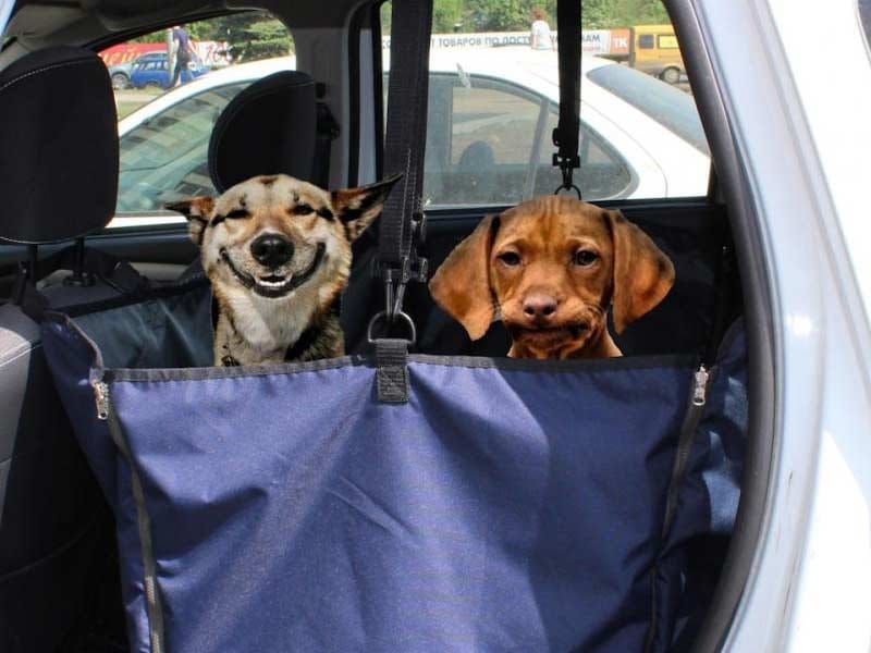 Перевозку животных