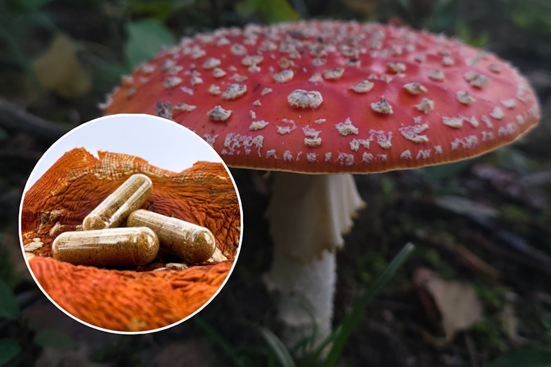 Мікродозинг мухомора