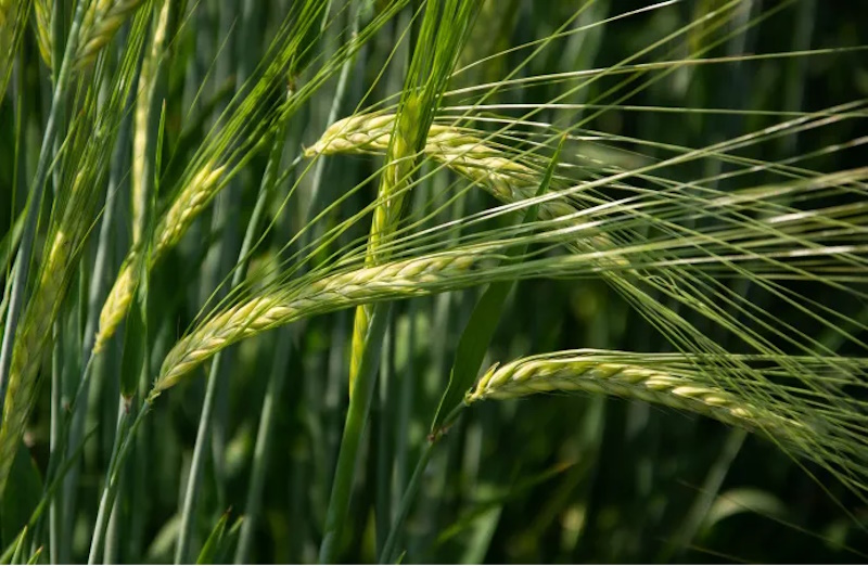 Насіння ярого ячменю